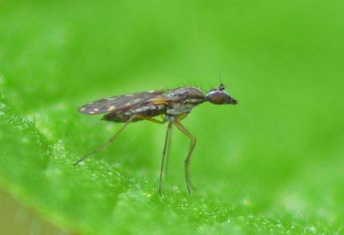 Réf. 351 799 : Dolichocephala sp.